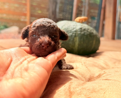ワンちゃん・ネコちゃんサムネイル画像