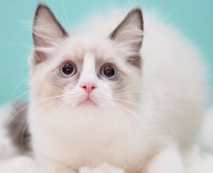 ワンちゃん・ネコちゃんサムネイル画像