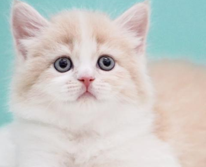 ワンちゃん・ネコちゃんサムネイル画像