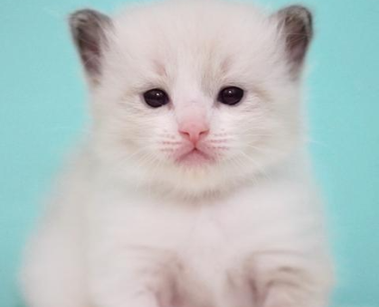 ワンちゃん・ネコちゃんサムネイル画像