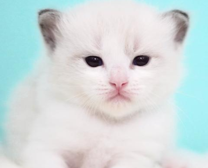 ワンちゃん・ネコちゃんサムネイル画像
