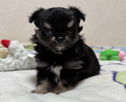 ワンちゃん・ネコちゃんサムネイル画像