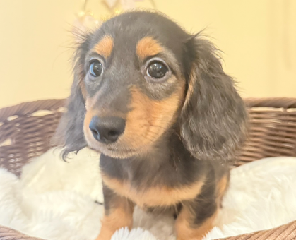 ワンちゃん・ネコちゃんサムネイル画像