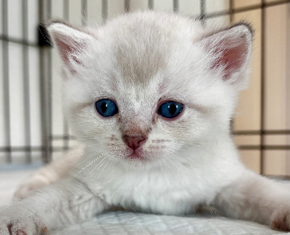 ワンちゃん・ネコちゃんサムネイル画像