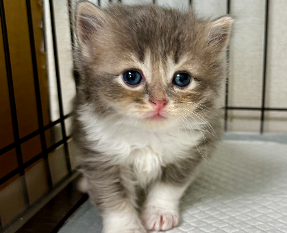 ワンちゃん・ネコちゃんサムネイル画像