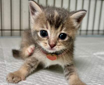 ワンちゃん・ネコちゃんサムネイル画像