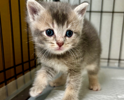 ワンちゃん・ネコちゃんサムネイル画像