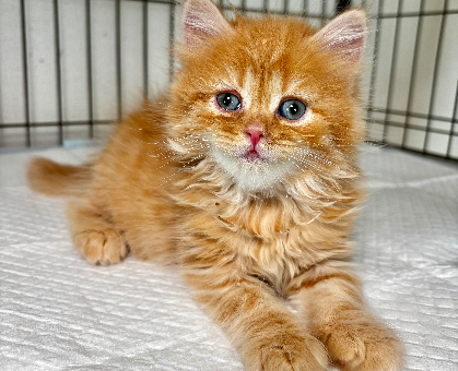 ワンちゃん・ネコちゃんサムネイル画像