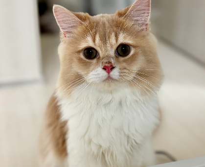 ワンちゃん・ネコちゃんサムネイル画像