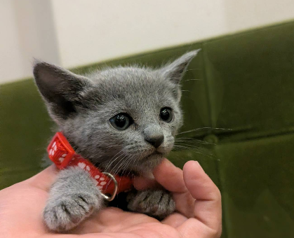 ワンちゃん・ネコちゃんサムネイル画像