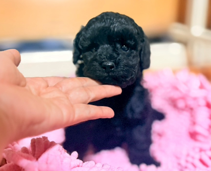 ワンちゃん・ネコちゃんサムネイル画像