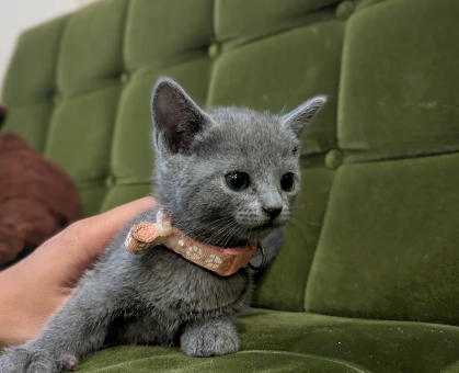 ワンちゃん・ネコちゃんサムネイル画像