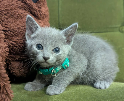 ワンちゃん・ネコちゃんサムネイル画像