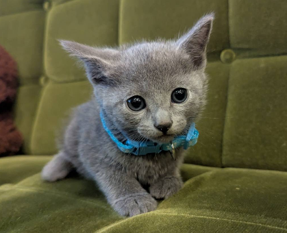 ワンちゃん・ネコちゃんサムネイル画像