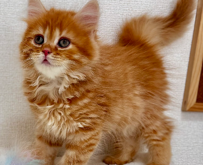 ワンちゃん・ネコちゃんサムネイル画像