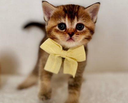 ワンちゃん・ネコちゃんサムネイル画像