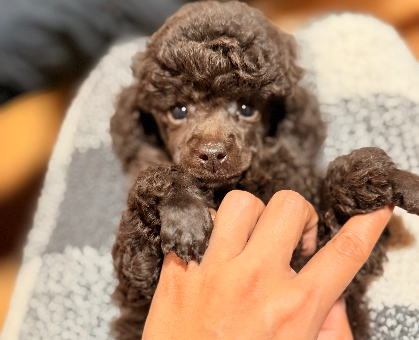 ワンちゃん・ネコちゃんサムネイル画像