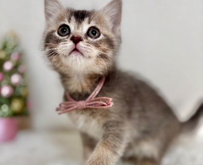 ワンちゃん・ネコちゃんサムネイル画像