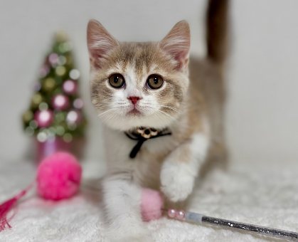 ワンちゃん・ネコちゃんサムネイル画像