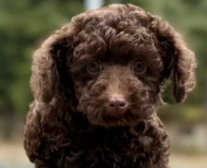 ワンちゃん・ネコちゃんサムネイル画像