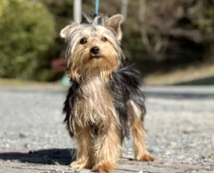 ワンちゃん・ネコちゃんサムネイル画像