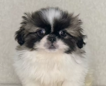 ワンちゃん・ネコちゃんサムネイル画像