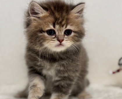 ワンちゃん・ネコちゃんサムネイル画像