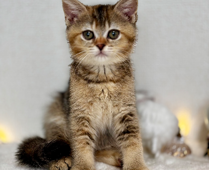 ワンちゃん・ネコちゃんサムネイル画像