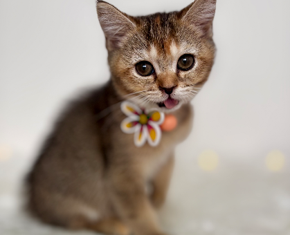 ワンちゃん・ネコちゃんサムネイル画像