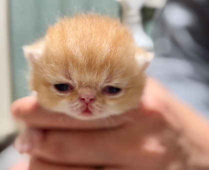 ワンちゃん・ネコちゃんサムネイル画像