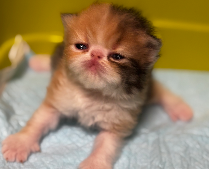 ワンちゃん・ネコちゃんサムネイル画像