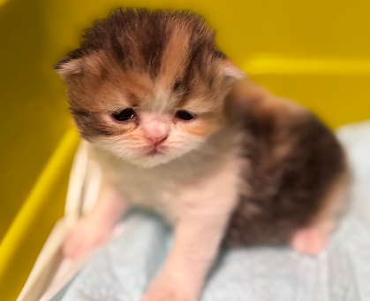 ワンちゃん・ネコちゃんサムネイル画像