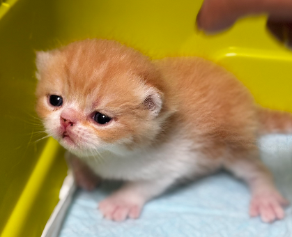 ワンちゃん・ネコちゃんサムネイル画像