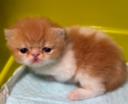 ワンちゃん・ネコちゃんサムネイル画像