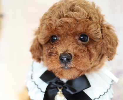 ワンちゃん・ネコちゃんサムネイル画像