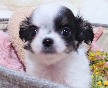 ワンちゃん・ネコちゃんサムネイル画像