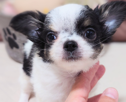 ワンちゃん・ネコちゃんサムネイル画像