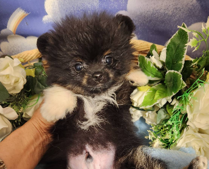 ワンちゃん・ネコちゃんサムネイル画像