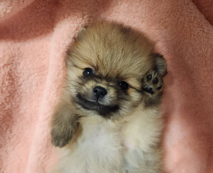 ワンちゃん・ネコちゃんサムネイル画像