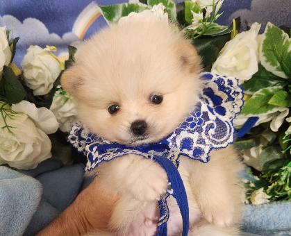 ワンちゃん・ネコちゃんサムネイル画像