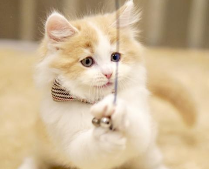 ワンちゃん・ネコちゃんサムネイル画像