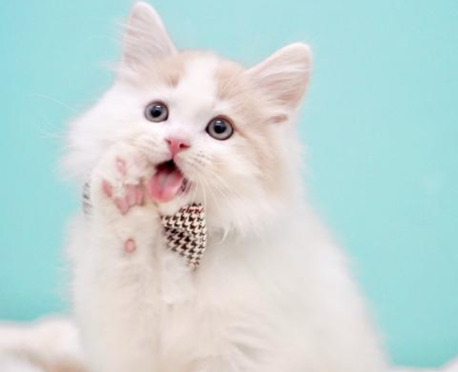 ワンちゃん・ネコちゃんサムネイル画像