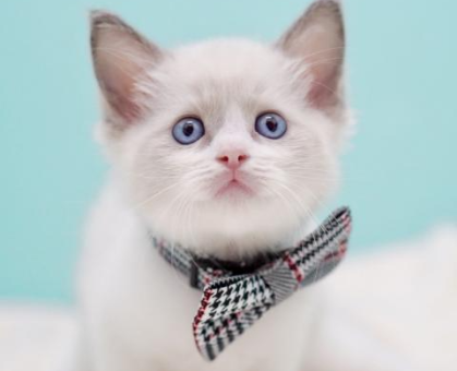 ワンちゃん・ネコちゃんサムネイル画像