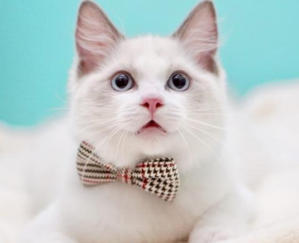 ワンちゃん・ネコちゃんサムネイル画像