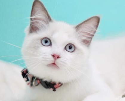 ワンちゃん・ネコちゃんサムネイル画像