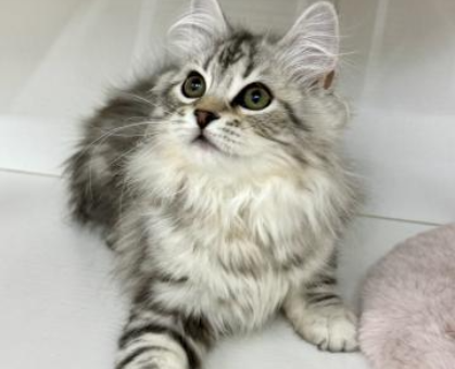 ワンちゃん・ネコちゃんサムネイル画像