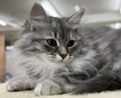 ワンちゃん・ネコちゃんサムネイル画像