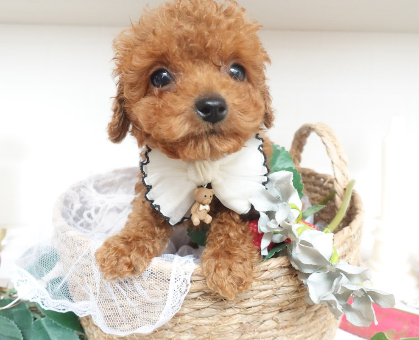 ワンちゃん・ネコちゃんサムネイル画像