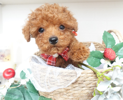 ワンちゃん・ネコちゃんサムネイル画像