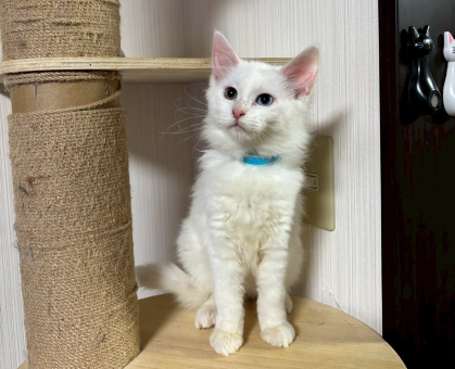 ワンちゃん・ネコちゃんサムネイル画像